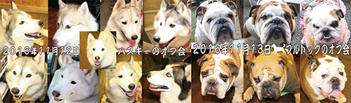 ハスキーのオフ会＆ブルドッグのオフ会(2016)2