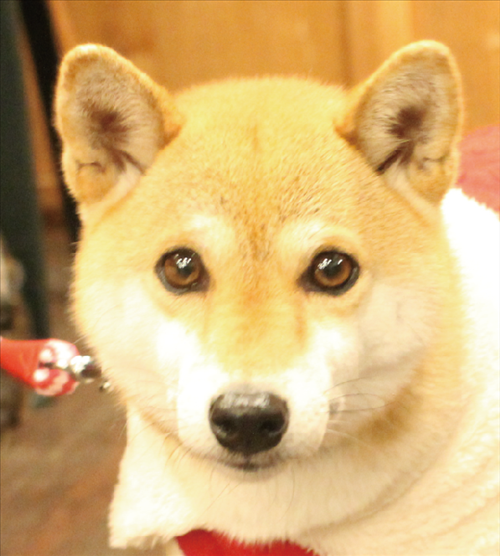 ダリア