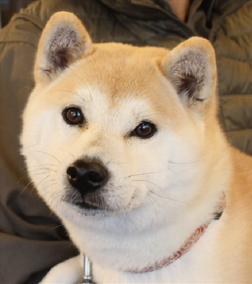 はな