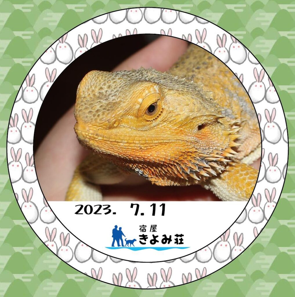 フトアゴヒゲトカゲ