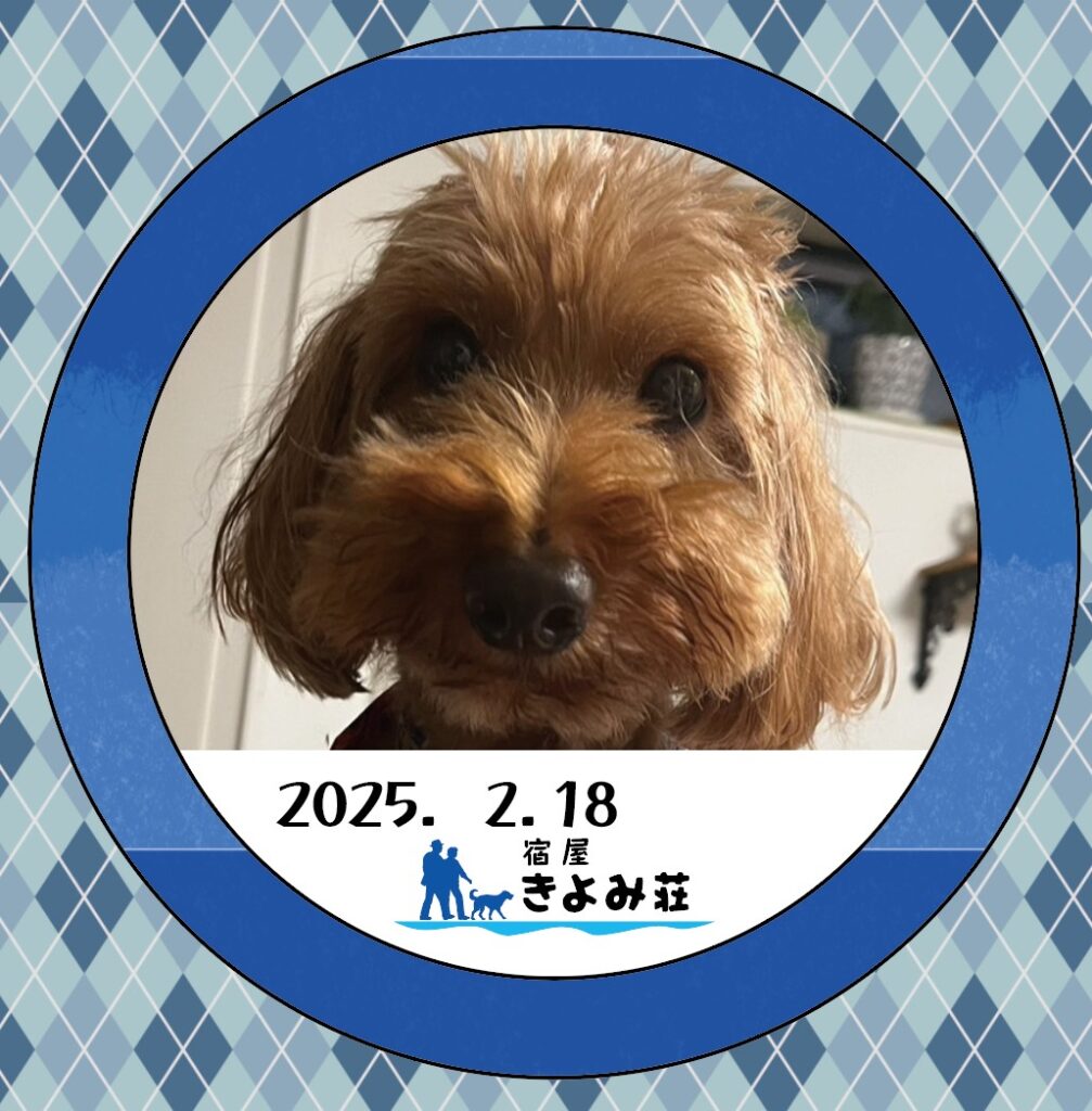 こたつ