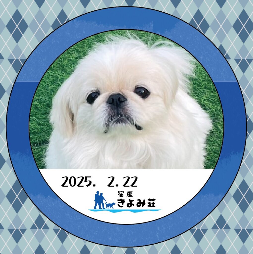 コムギ
