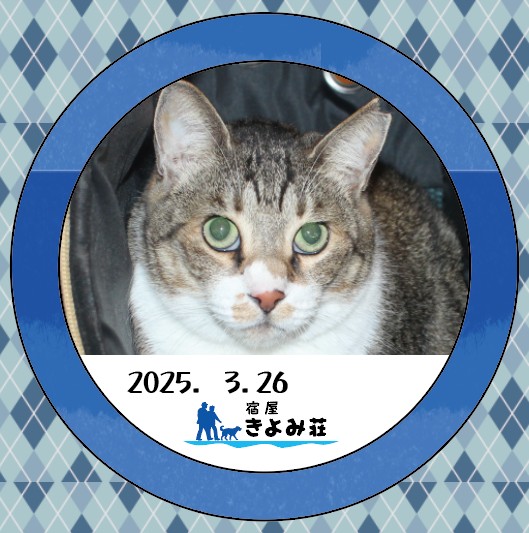 チビサバ