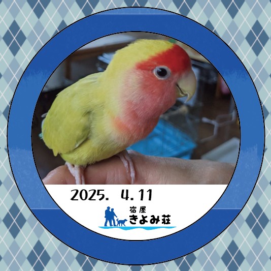 メロンちゃん