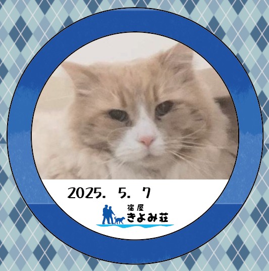 チャイ