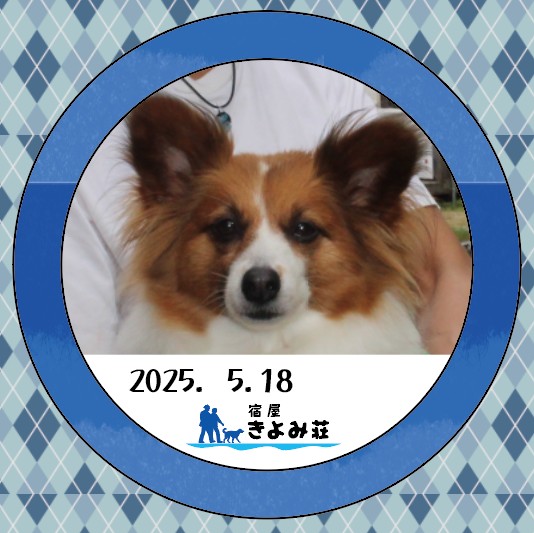 きなこ