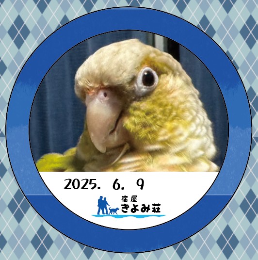 シン