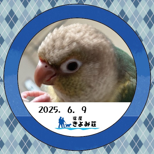 グァイ