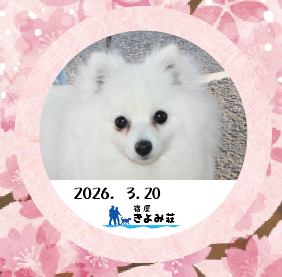 アラレ