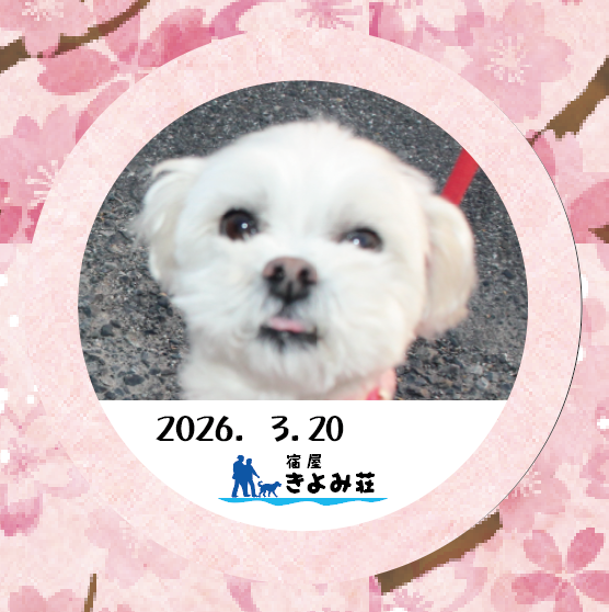 ココ