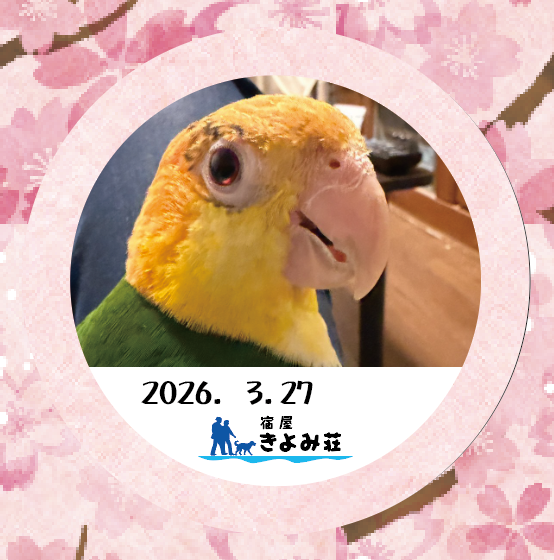 ピヨ