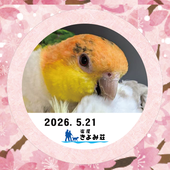 ゴマちゃん