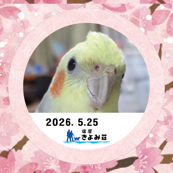 みぞれ
