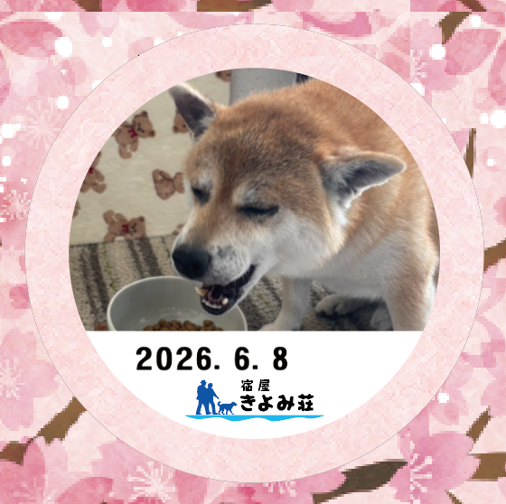 まめ太