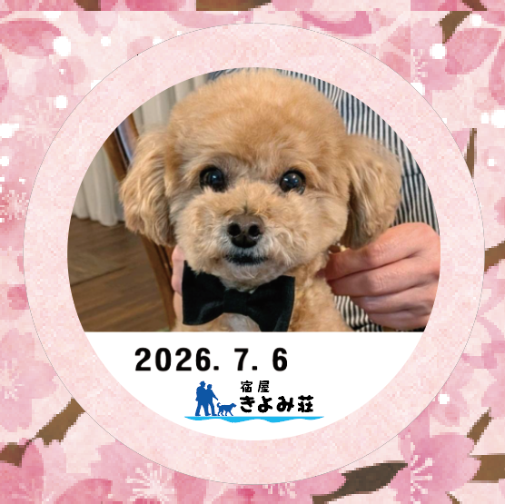 ぷりゅむ