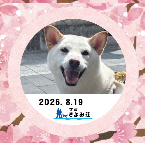 サクラ