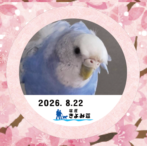 ころちゃん