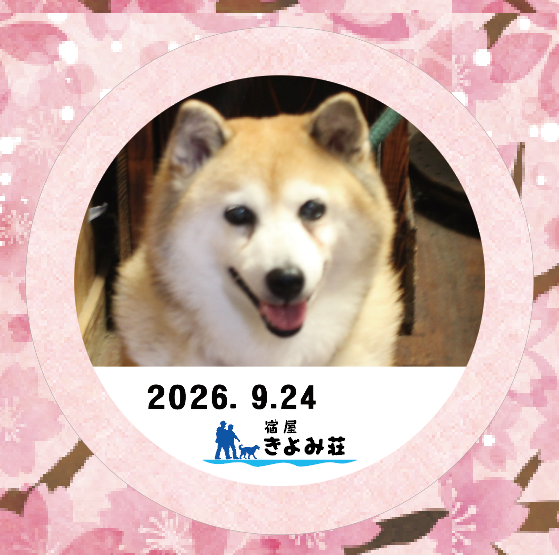 柴犬